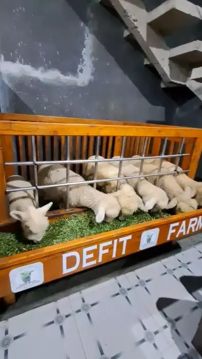 rumah estetik jadi kandang kambing TikTok rumah estetik jadi kandang kambing TikTok