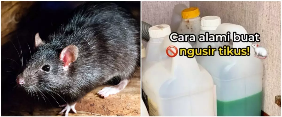Tak perlu repot pasang jebakan besi, ini trik ampuh cegah tikus masuk ke dapur pakai 3 bumbu masakan