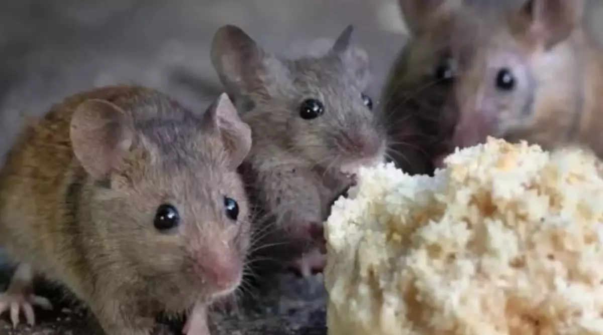 Trik basmi tikus di rumah tanpa pakai racun, cuma tambahan 1 bumbu masakan dijamin auto ngacir