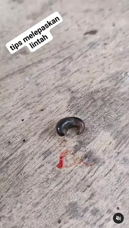 trik efektif melepas gigitan lintah © Instagram
