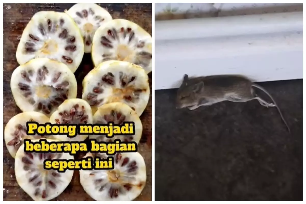 Trik mudah membasmi tikus dari rumah tanpa repot pasang perangkap atau racun, cuma pakai 1 jenis buah
