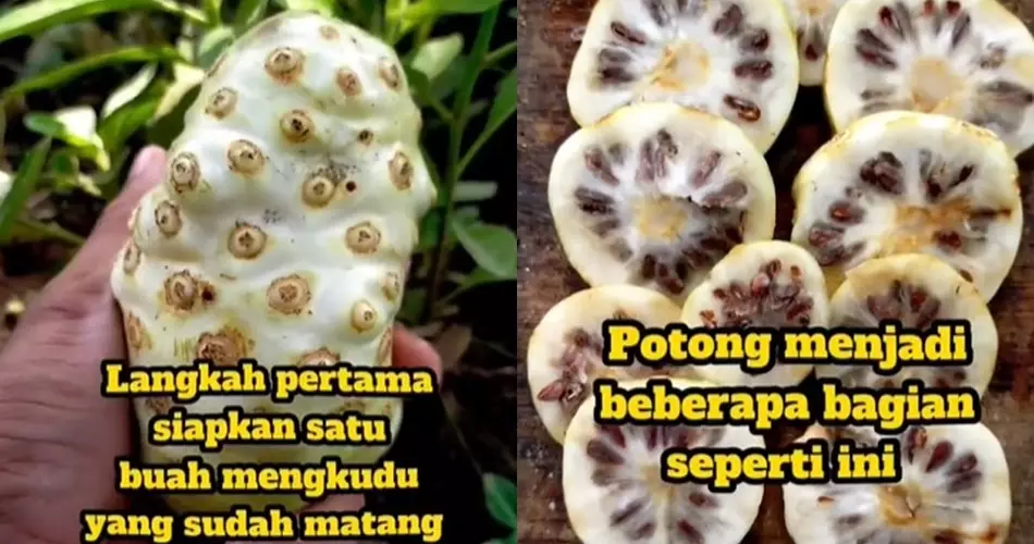 Trik membasmi tikus pakai mengkudu © Berbagai sumber Trik membasmi tikus pakai mengkudu © Berbagai sumber