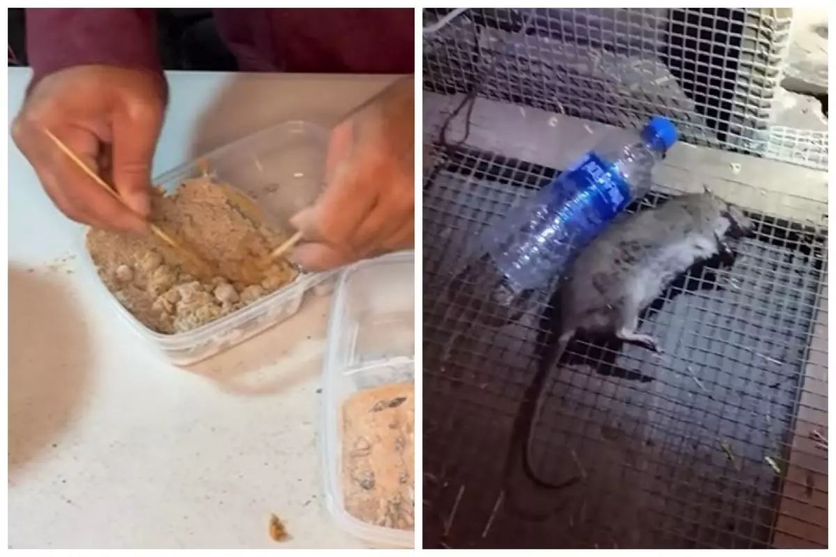 Cara mudah membasmi tikus tanpa racun khusus, pakai 2 bahan dapur