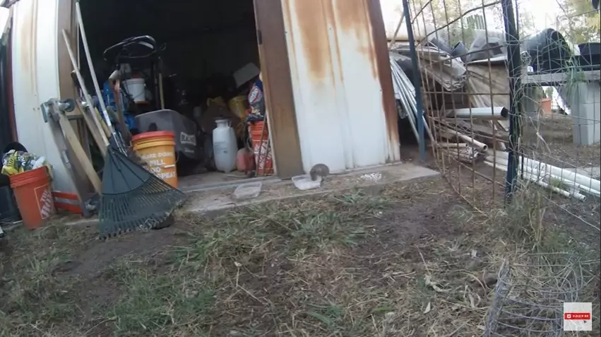 Cara efektif membasmi tikus pakai baking soda dan peanut butter © YouTube Cara efektif membasmi tikus pakai baking soda dan peanut butter © YouTube