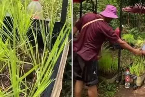 Bukan di sawah, lifehack nyeleneh tanam padi dalam koper ini bikin bertani di rumah jadi mudah