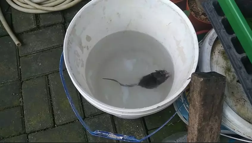 Cara bikin jebakan tikus modal Rp0 © YouTube