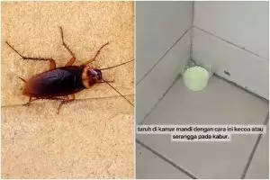 Tanpa produk pembasmi, ini trik bikin kecoak kabur dari rumah pakai tambahan 1 bahan dapur