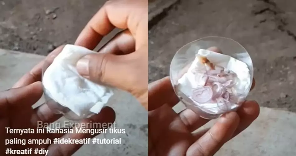 Cara bikin ramuan pengusir tikus © Berbagai sumber Cara bikin ramuan pengusir tikus © Berbagai sumber