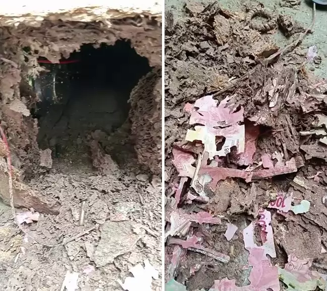 uang 70 juta dimakan rayap  © 2025 TikTok uang 70 juta dimakan rayap  © 2025 TikTok
