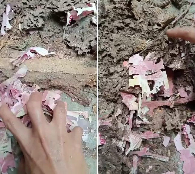 uang 70 juta dimakan rayap  © 2025 TikTok uang 70 juta dimakan rayap  © 2025 TikTok