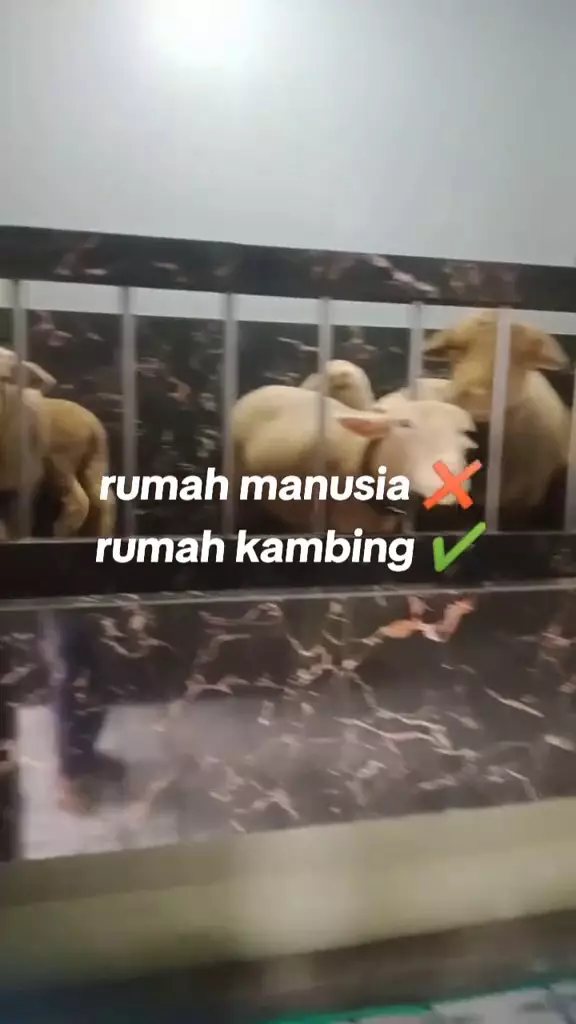 rumah dua lantai untuk kambing © 2024 TikTok