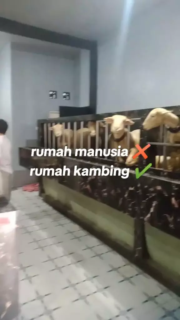 rumah dua lantai untuk kambing © 2024 TikTok