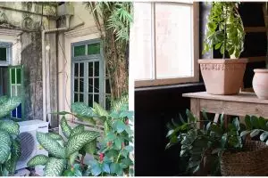 Bukan hanya estetis, tanaman ini bisa bikin rumah lebih hening