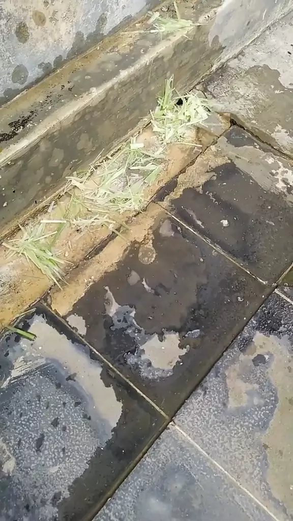 cara bikin cairan pengusir tikus tiktok © 2023 brilio.net