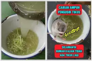 Cara simpel mengusir tikus dari rumah pakai cairan dari 3 bahan dapur, tak perlu repot bikin perangkap