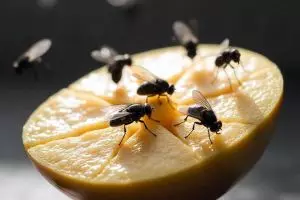 Kenali bahaya lalat buah, penyebabnya, dan cara menghilangkannya dari rumah