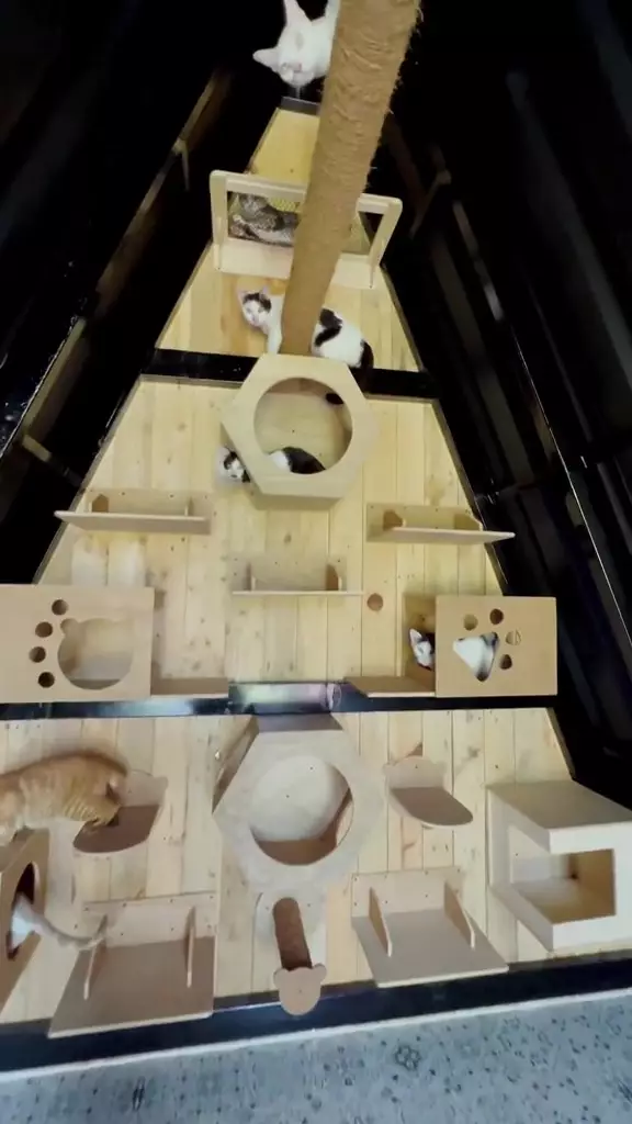 Rumah Dodit Mulyanto usai renovasi © 2024 TikTok Rumah Dodit Mulyanto usai renovasi © 2024 TikTok