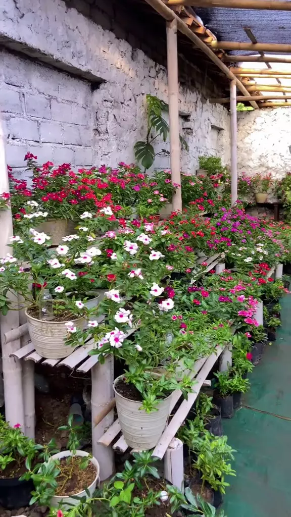 rumah tampak jadul dalamnya kebun bunga  © 2025 TikTok