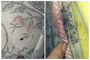 Trik mudah menghilangkan kutu kasur tanpa kapur barus, cuma pakai 1 bahan dapur