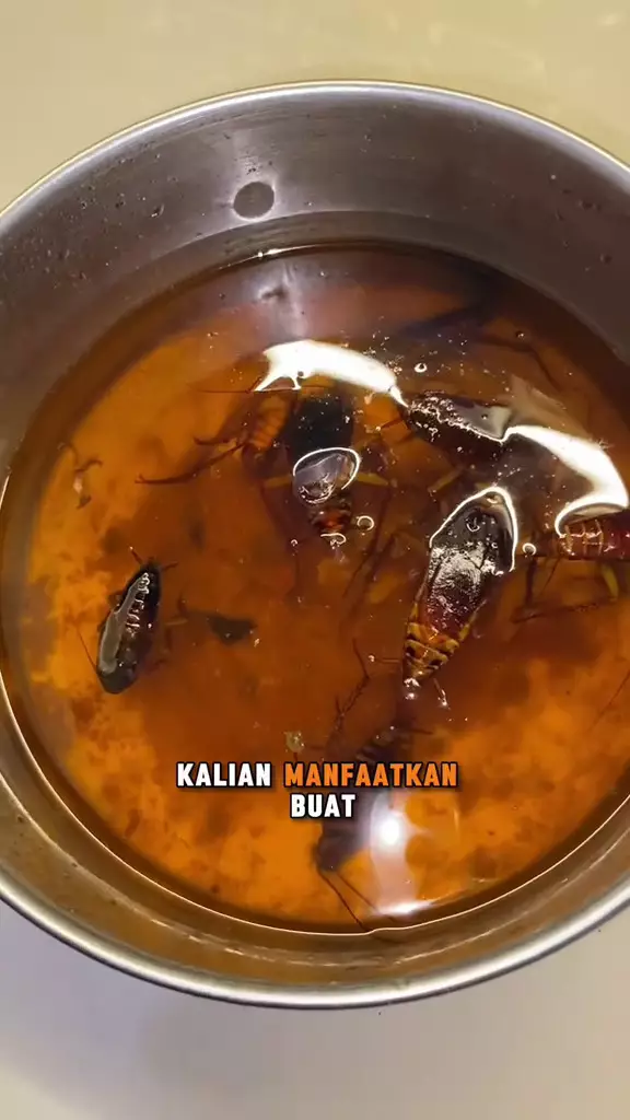 bikin perangkap kecoak pakai minyak bekas  © 2025 TikTok