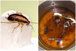 Tak perlu pakai racun, begini trik mudah membuat perangkap kecoak pakai 1 limbah dapur