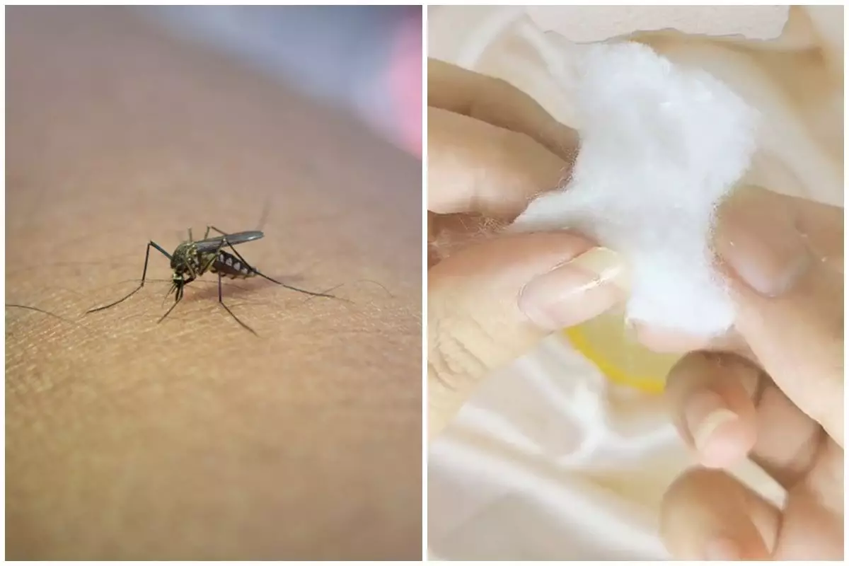 Cara bikin obat nyamuk alami hanya pakai 1 jenis buah, tak bikin pengap dan sesak napas