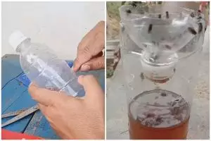 Tak perlu beli lem perekat, ini cara bikin perangkap lalat sederhana pakai 1 barang bekas