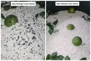Hanya pakai 2 bahan dapur, ini cara cepat hilangkan kutu pada beras