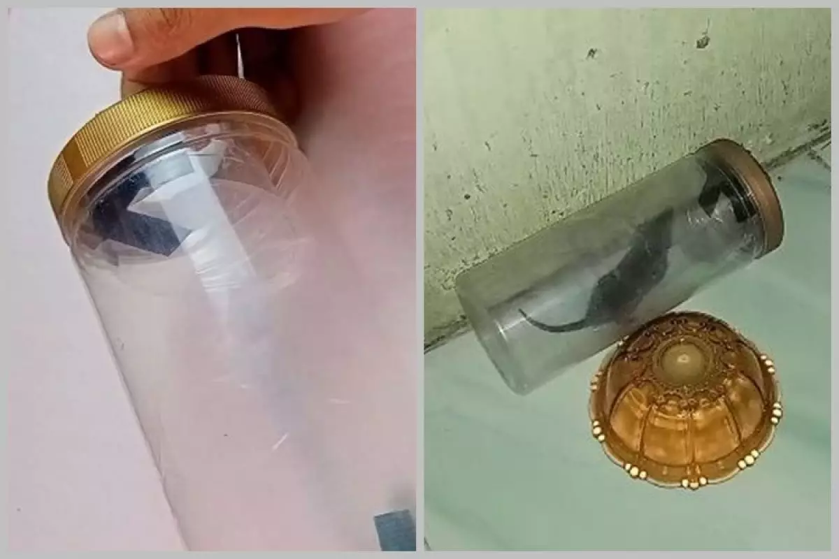 Trik bapak-bapak menangkap tikus tanpa perangkap besi atau racun, kreatif cuma pakai 1 alat dapur