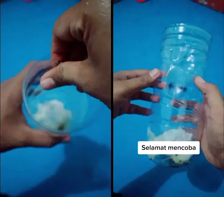 basmi kecoak pakai botol bekas © 2025 TikTok