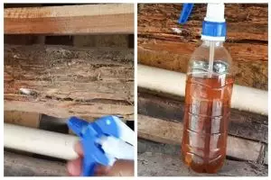 Trik simpel membasmi rayap larutan tanpa garam, cuma tambah 1 bahan sederhana
