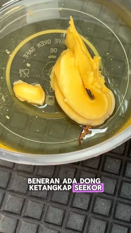 trik jitu mengusir kecoa tanpa menyentuh © berbagai sumber trik jitu mengusir kecoa tanpa menyentuh © berbagai sumber