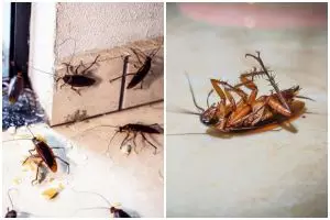 Jangan diinjak, begini trik jitu mengusir kecoak tanpa menyentuh, cuma pakai 2 bahan masakan