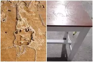 Trik usir rayap agar bersih tuntas di pintu dan meja kayu, cepat pakai 2 bahan dapur