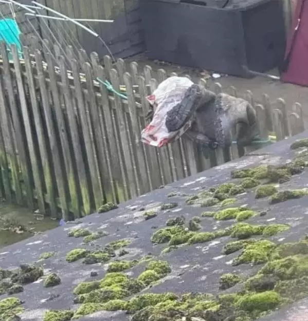 momen lucu kebetulan pas foto © 2025 berbagai sumber momen lucu kebetulan pas foto © 2025 berbagai sumber