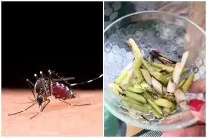 Cara tepat usir nyamuk pakai serai agar keluarga terlindungi, jangan asal iris