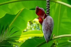 Cara memasak jantung pisang agar tidak hitam dan tetap putih bersih, ini 5 trik ampuhnya