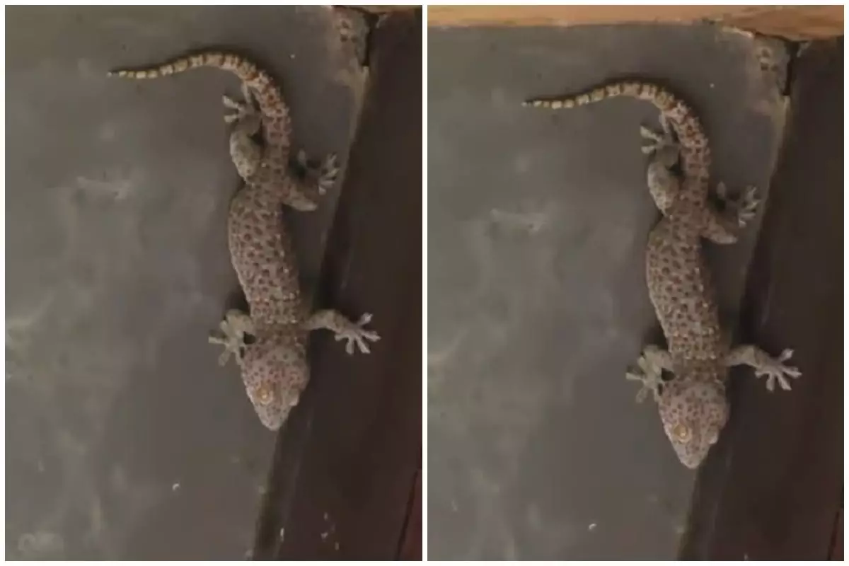 Trik aman mengusir tokek dari rumah pakai 1 bumbu masak, aman tak perlu ditangkap dan tidak menggigit