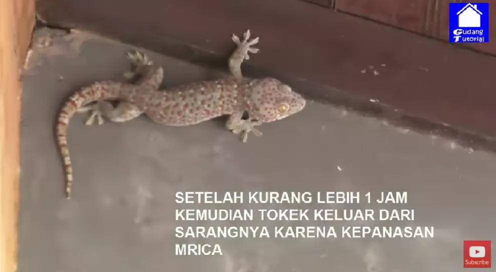 Trik aman mengusir tokek dari rumah pakai 1 bumbu masak, aman tak perlu ditangkap dan tidak menggigit berbagai sumber