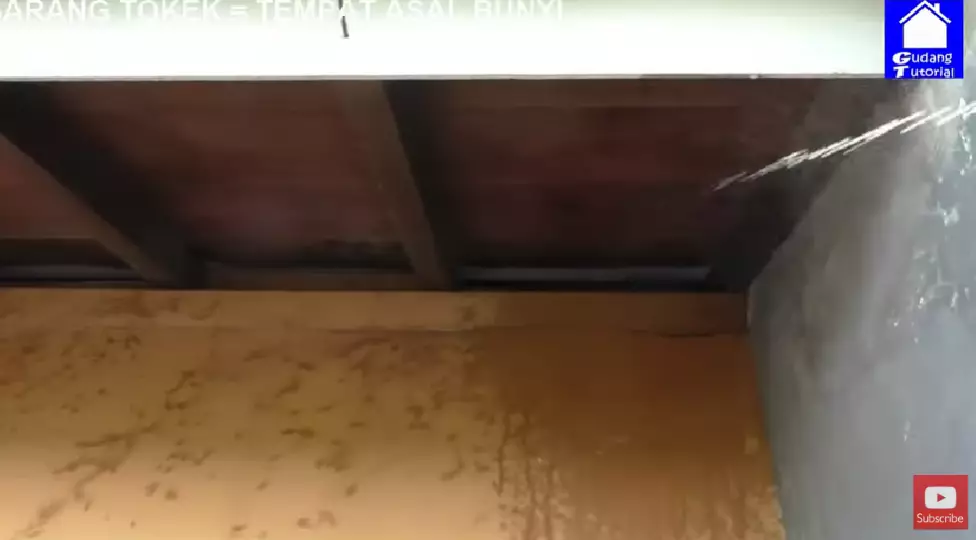 Trik aman mengusir tokek dari rumah pakai 1 bumbu masak, aman tak perlu ditangkap dan tidak menggigit berbagai sumber