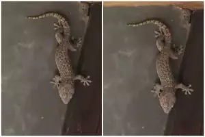 Trik aman mengusir tokek dari rumah pakai 1 bumbu masak, aman tak perlu ditangkap dan tidak menggigit