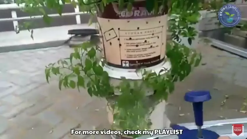 Trik suburkan daun pohon cabai yang menguning dan keriting © YouTube Trik suburkan daun pohon cabai yang menguning dan keriting © YouTube