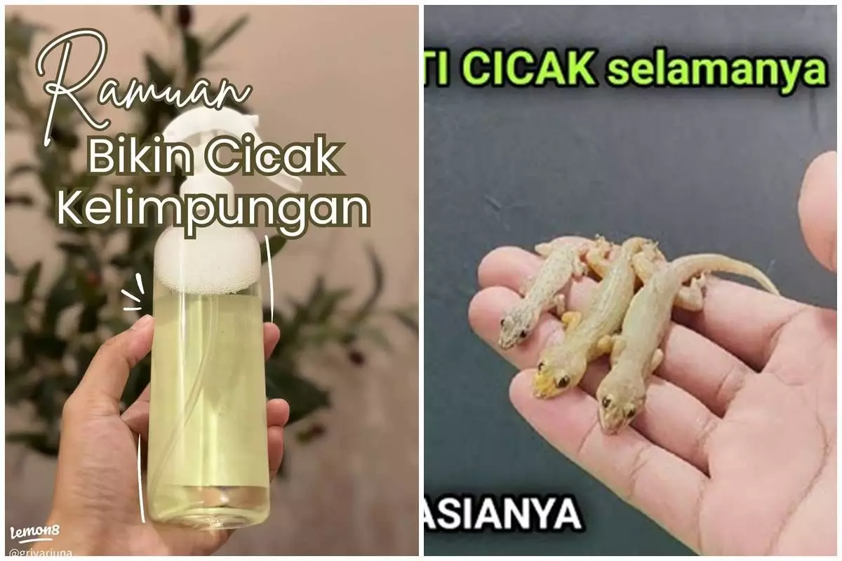 Tak perlu sulit bikin perangkap, ini trik ampuh usir cicak di rumah pakai 2 bahan dapur