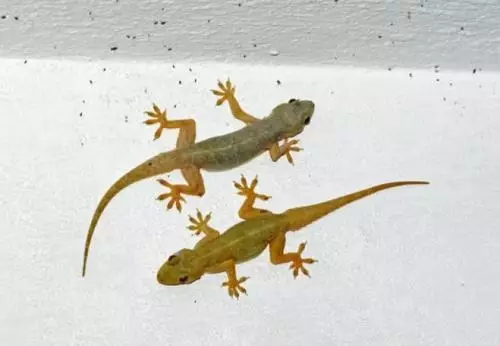 cara ampuh usir cicak di rumah © 2025 berbagai sumber