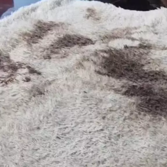 Tak keluar ongkos mahal, ini cara cuci karpet bulu dekil jadi putih pakai 1 tambahan penguat rasa