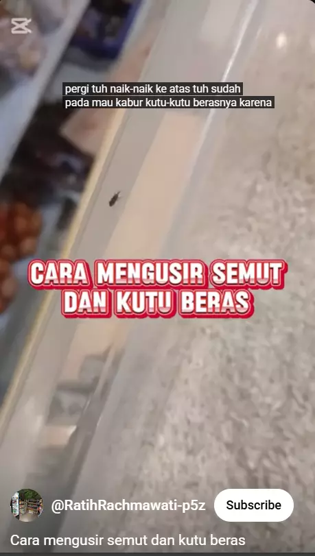 Nggak nyangka, ternyata begini trik mengusir semut dan kutu di beras pakai 1 bumbu dapur berbagai sumber