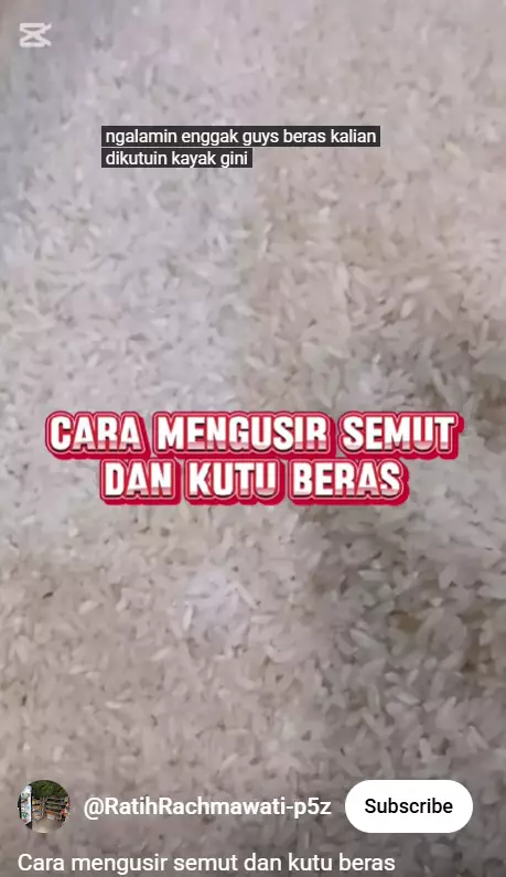 Nggak nyangka, ternyata begini trik mengusir semut dan kutu di beras pakai 1 bumbu dapur berbagai sumber