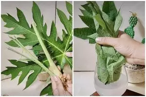 Kini cara usir lalat makin ampuh tak cuma andalkan daun pepaya dan serai, tambahkan bahan ini