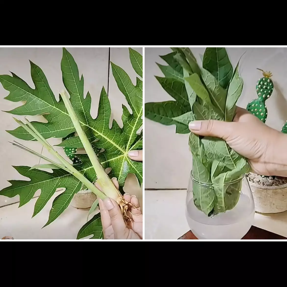 Kini cara usir lalat makin ampuh tak cuma andalkan daun pepaya dan serai, tambahkan bahan ini