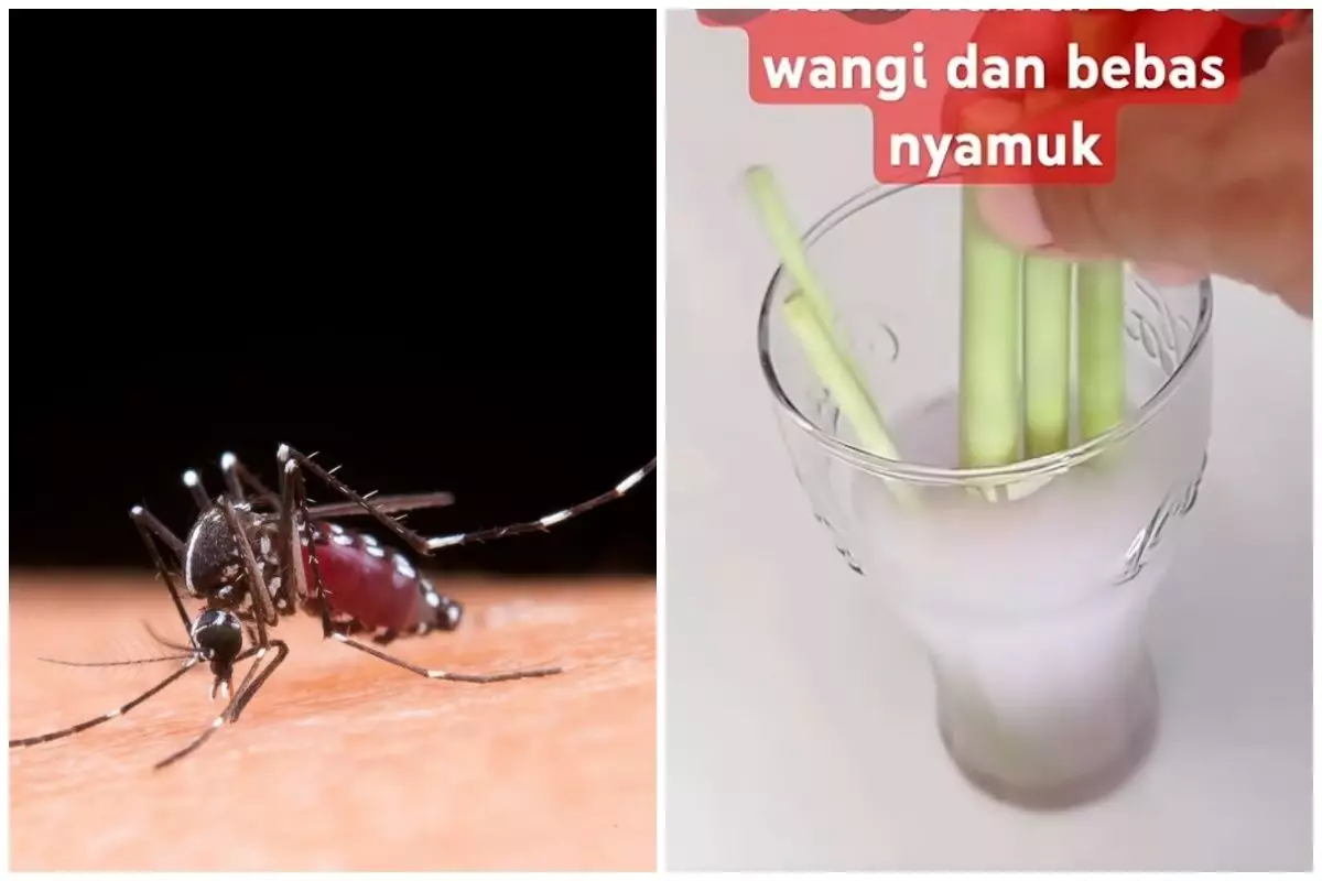 Baru tahu! Ternyata ini trik sepele bikin rumah wangi berhari-hari dan bebas nyamuk dengn bahan sereh